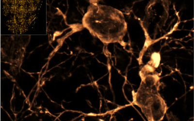 El sistema olfativo y su desarrollo